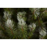 Триумф ель TRIUMPH TREE, Женева с шишками, 200 см, заснеженная 72103